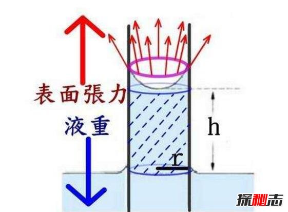 揭秘立筷子的科学解释，实则物理中的一种毛细现象