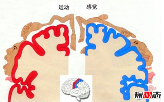 揭秘康斯塔姆现象原理，手怼墙实则大脑非自主运动现象