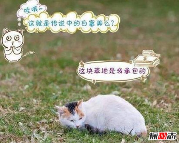 养猫可治百病 科学揭秘养猫十大好处（能防癌）