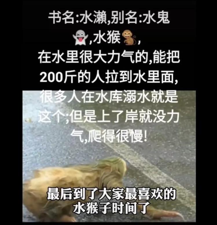 常被认错的动物,有哪些容易被认错的动物