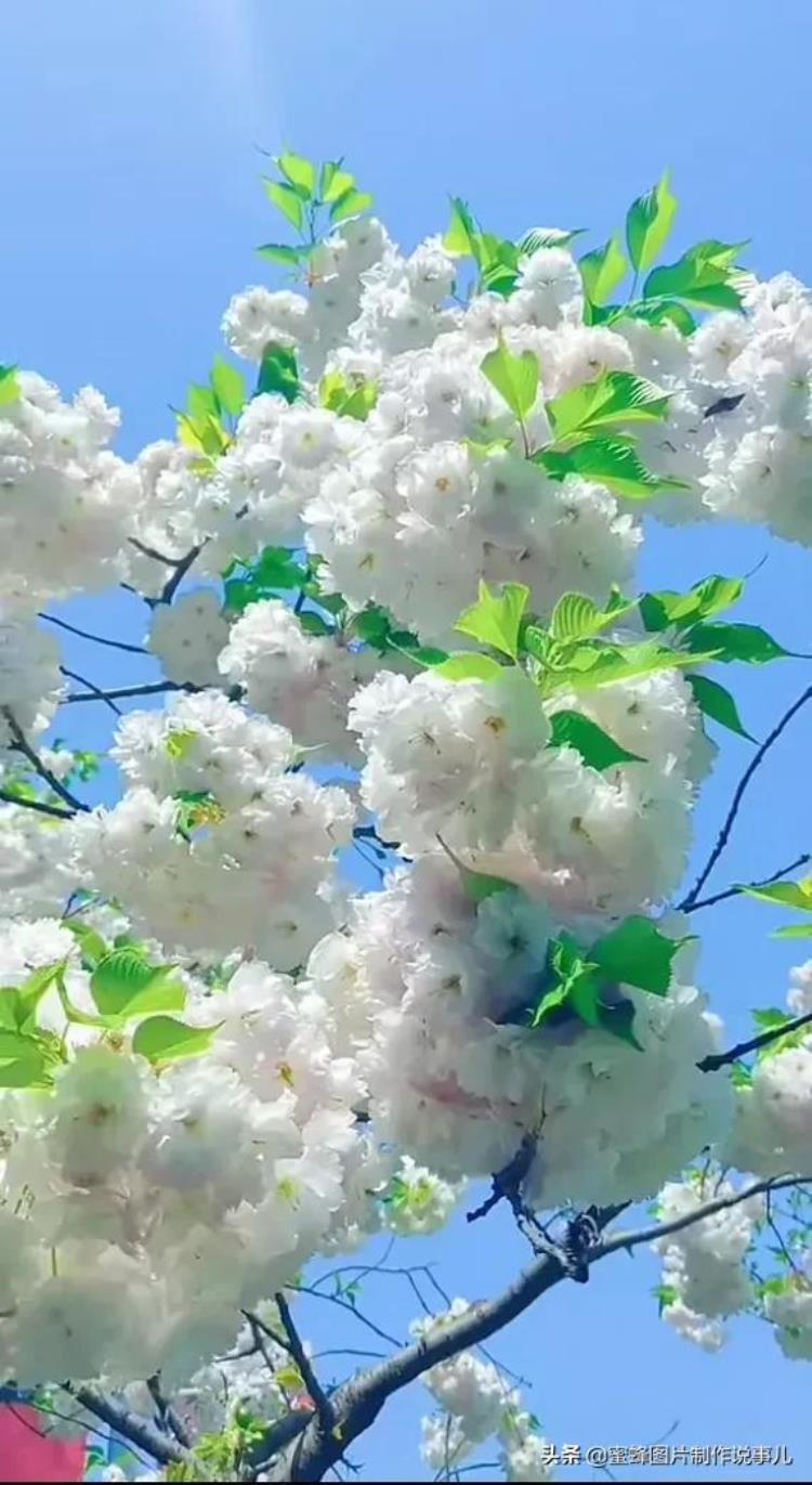 鲜花盛开的美景,绿树成荫鲜花盛开风景优美