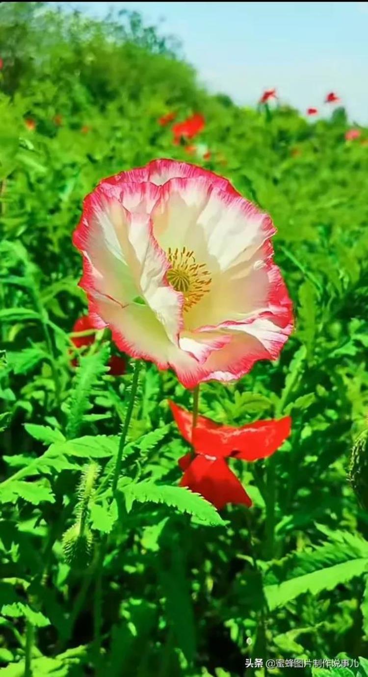 鲜花盛开的美景,绿树成荫鲜花盛开风景优美