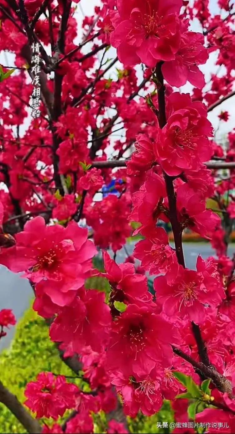 鲜花盛开的美景,绿树成荫鲜花盛开风景优美