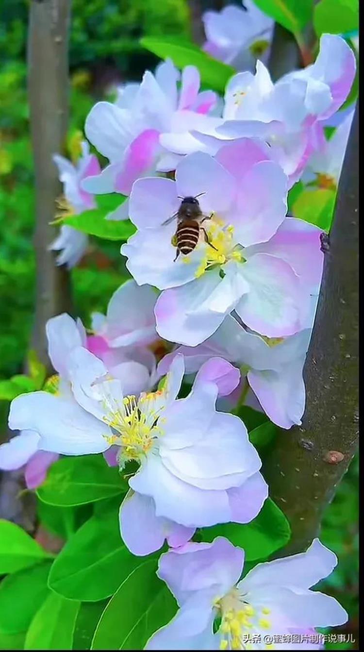 鲜花盛开的美景,绿树成荫鲜花盛开风景优美