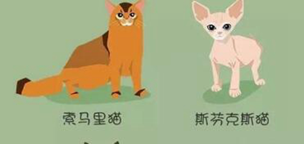 爱情里的弃猫效应 对一个女生弃猫效应