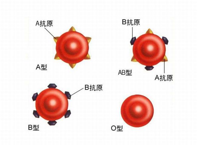 O型血人几大性格特点 看看你都符合哪几个