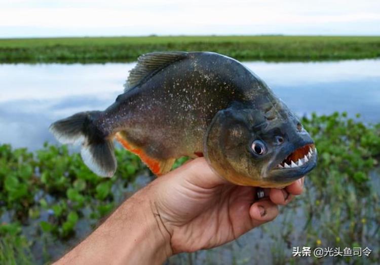 鱼肚子是红色的,野河钓上来的鱼身上有红块