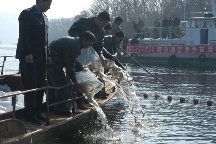 喀纳斯湖里的水怪到底是什么,喀纳斯湖水怪是什么鱼