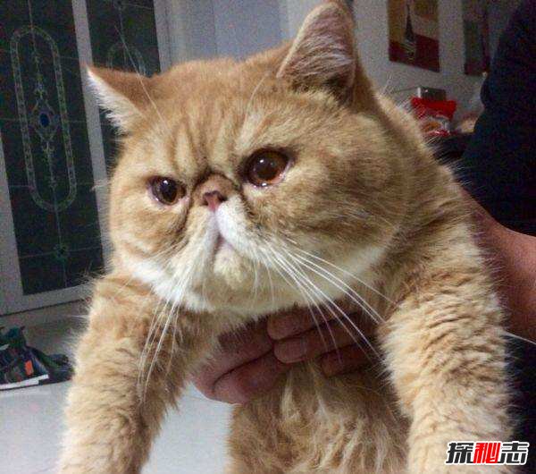 什么品种猫掉毛少？盘点世界十大不掉毛猫咪