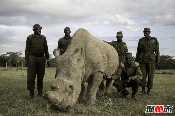 世界珍稀动物仅剩一只，40人日夜守护，比熊猫还珍贵