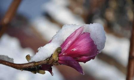 遥知不是雪为有暗香来是咏物诗吗