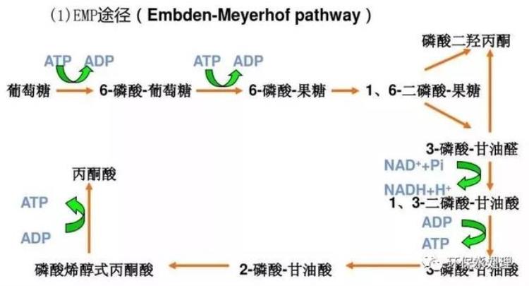 比较污的生物知识,微生物的代谢