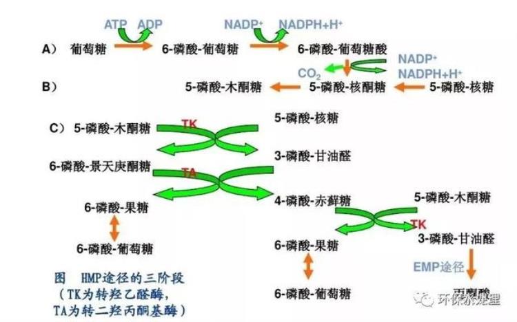 比较污的生物知识,微生物的代谢