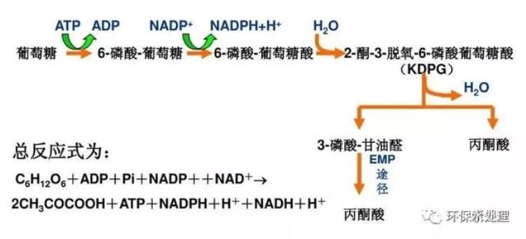 比较污的生物知识,微生物的代谢