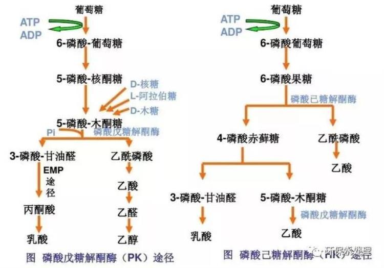 比较污的生物知识,微生物的代谢