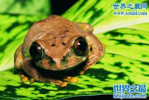 田鸡是青蛙吗，田鸡不是青蛙(两者是不同蛙种)