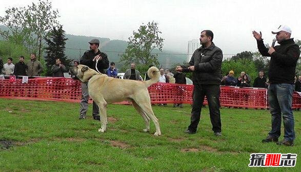 世界第一巨犬，土耳其坎高犬(站立超2米/土耳其国宝)