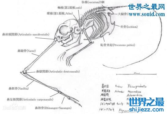 世界上最奇特的动物，鼻行动物(竟然靠鼻子来行走)