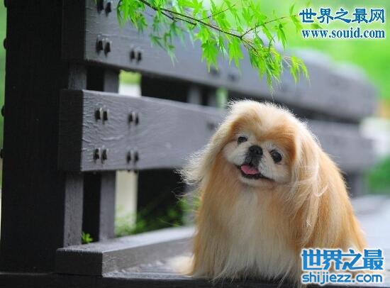 博美犬的寿命，10-16岁(容易患心脏病)