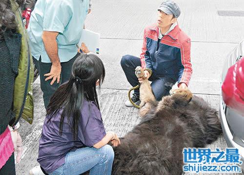 朱茵家的藏獒价值1200万，朱茵和藏獒合影曝光