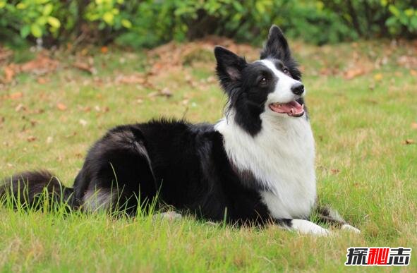 世界十大最聪明的狗排名，边境牧羊犬智商相当8岁小孩