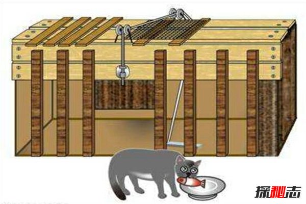 桑代克饿猫迷笼实验是什么？揭秘学习的本质(附结论)