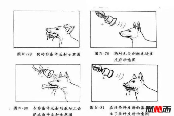 桑代克饿猫迷笼实验是什么？揭秘学习的本质(附结论)