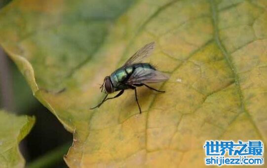 苍蝇为什么总搓手，苍蝇搓手原因(吃完东西要擦嘴)