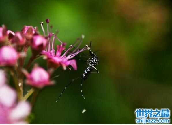 白天祸害人的花蚊子，携带了新型登革热病毒(小心)