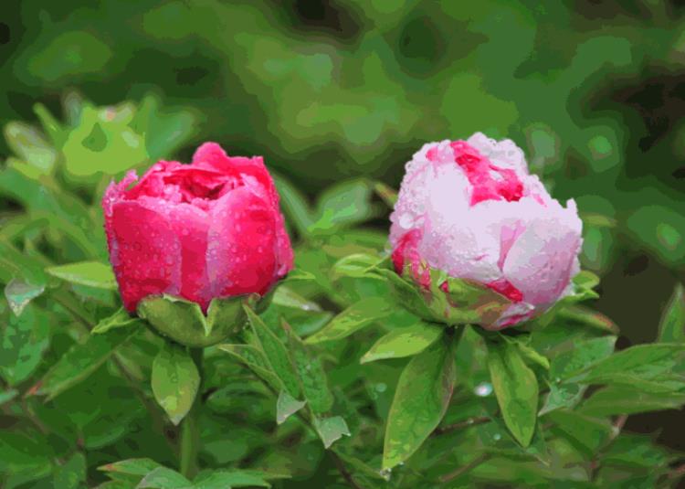 北京香山植物园牡丹「济南去哪里看牡丹花」