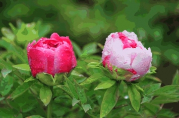 北京香山植物园牡丹「济南去哪里看牡丹花」