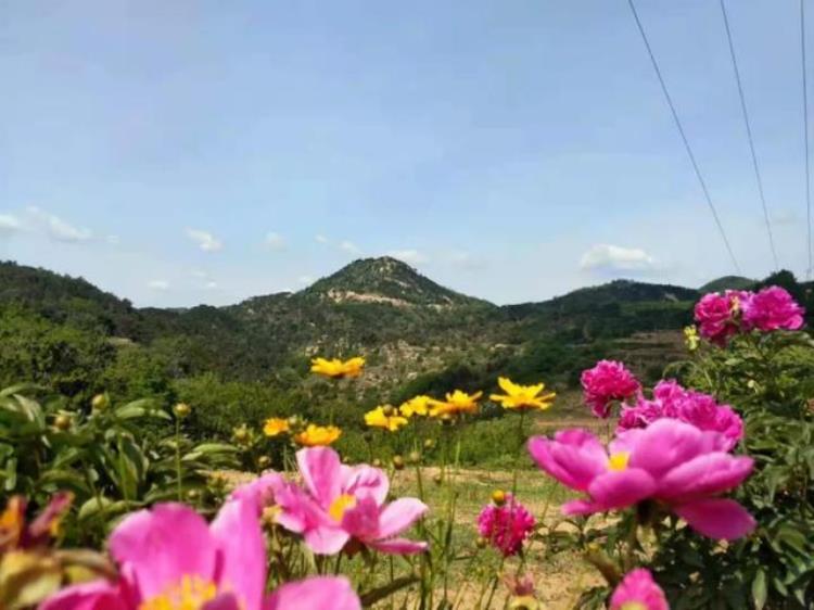 北京香山植物园牡丹「济南去哪里看牡丹花」