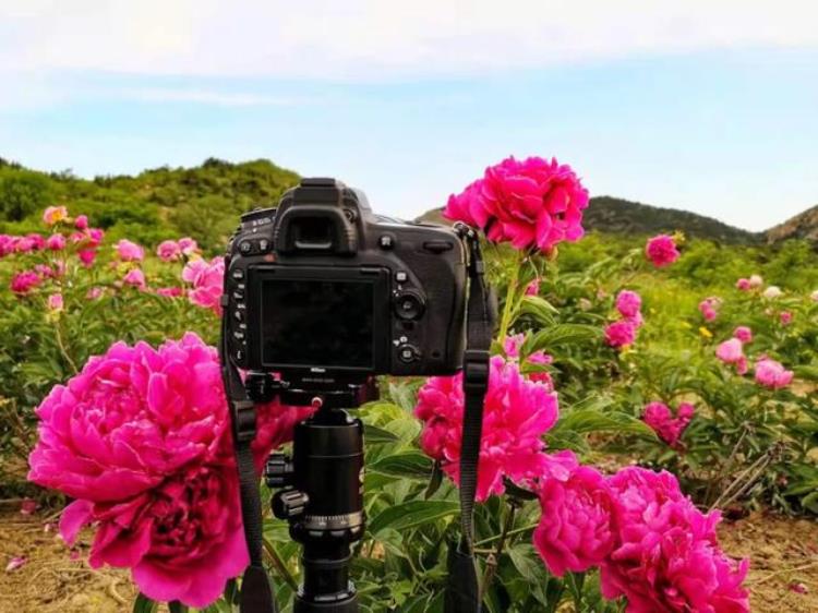 北京香山植物园牡丹「济南去哪里看牡丹花」