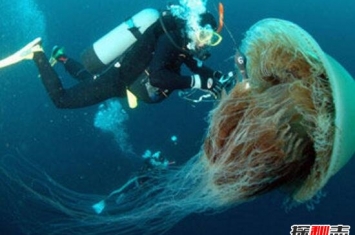 海洋最毒的生物，箱水母杀人于无形(碰之毙命/2分钟死亡)