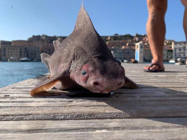 世界上最像海猪的生物(世界上最像海猪的生物)