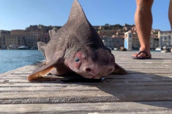 世界上最像海猪的生物(世界上最像海猪的生物)