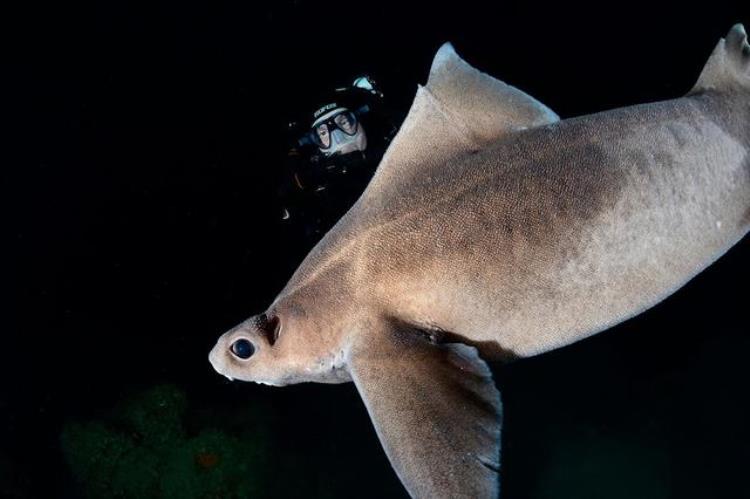 世界上最像海猪的生物(世界上最像海猪的生物)