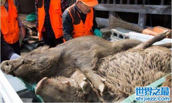 观日本猎杀变异野猪事件，猎杀场面你一定不想看