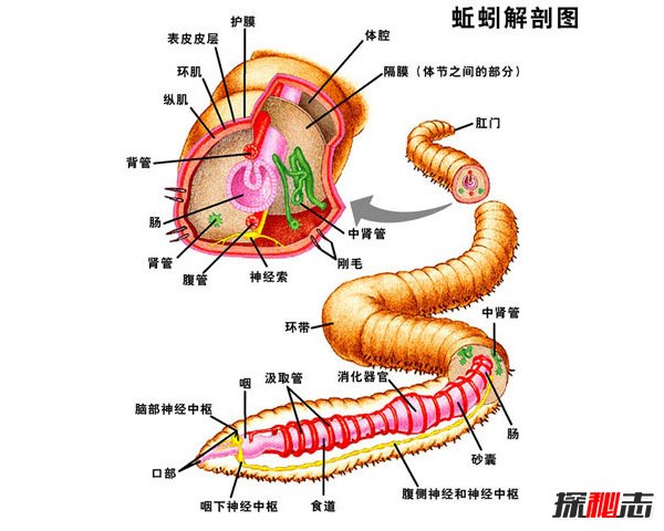 美国十大名校排行榜：美国总统和商界巨鳄的摇篮！