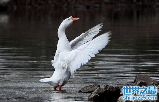 黄鼠狼怕什么动物，怕狗和鹅(最怕踩到鹅屎)