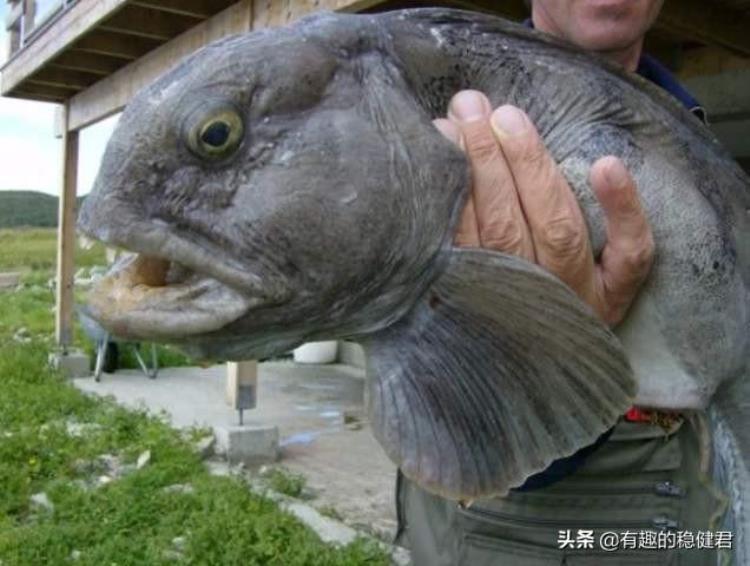 鳗鱼是濒危动物吗,海洋动物狼鳗