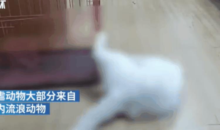 为什么虐猫不犯法,虐猫事件我们应该怎么劝说