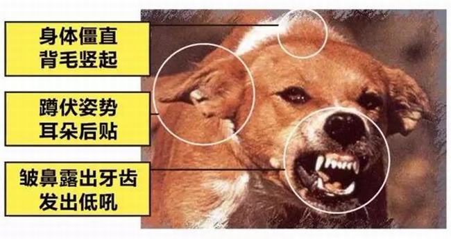 狂犬病的潜伏期是多久?狗咬了多久过安全期（几天-几年）