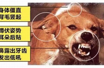 狂犬病的潜伏期是多久?狗咬了多久过安全期（几天-几年）