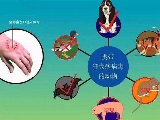 狂犬病的潜伏期是多久?狗咬了多久过安全期（几天-几年）