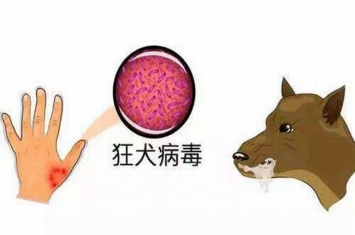 狂犬病是什么?狂犬病能治愈吗(100%死亡)