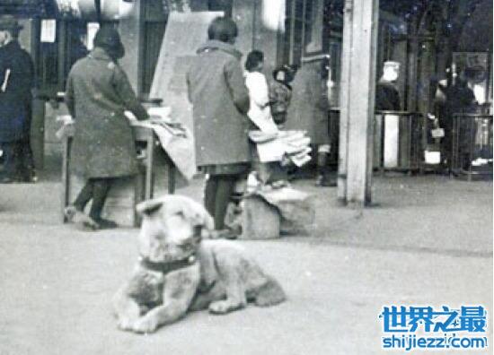 忠犬八公是什么狗，日本秋田犬(八公真实故事)