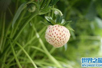 国外濒临灭绝的水果皇后菠萝莓，中国山村遍地都是