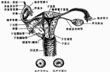 人体解剖学女性生殖系统试题及答案,女性生理与解剖