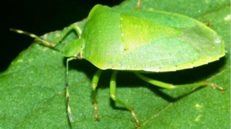 家里小爬虫特别多怎么办「墙上爬比芝麻还小的虫子」